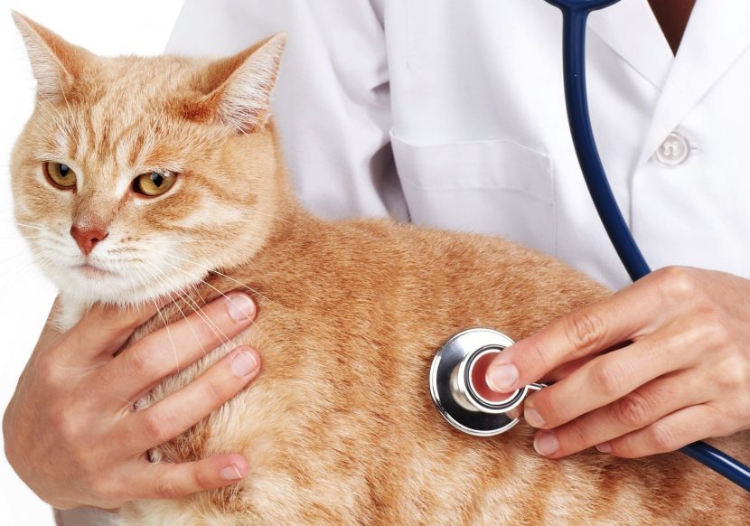 Quimioterapia y productos veterinarios para la salud de las mascotas