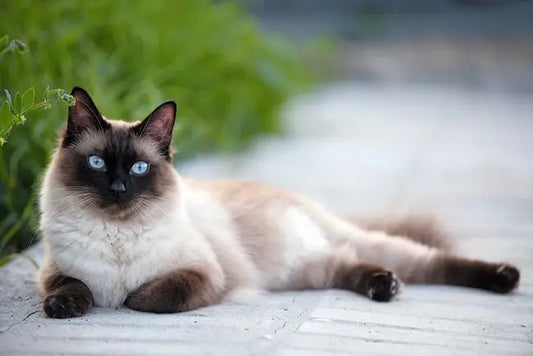 Cuidados para el gato mascota según su raza