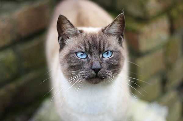 El gato como mascota: consejos valiosos para garantizar su salud y bienestar