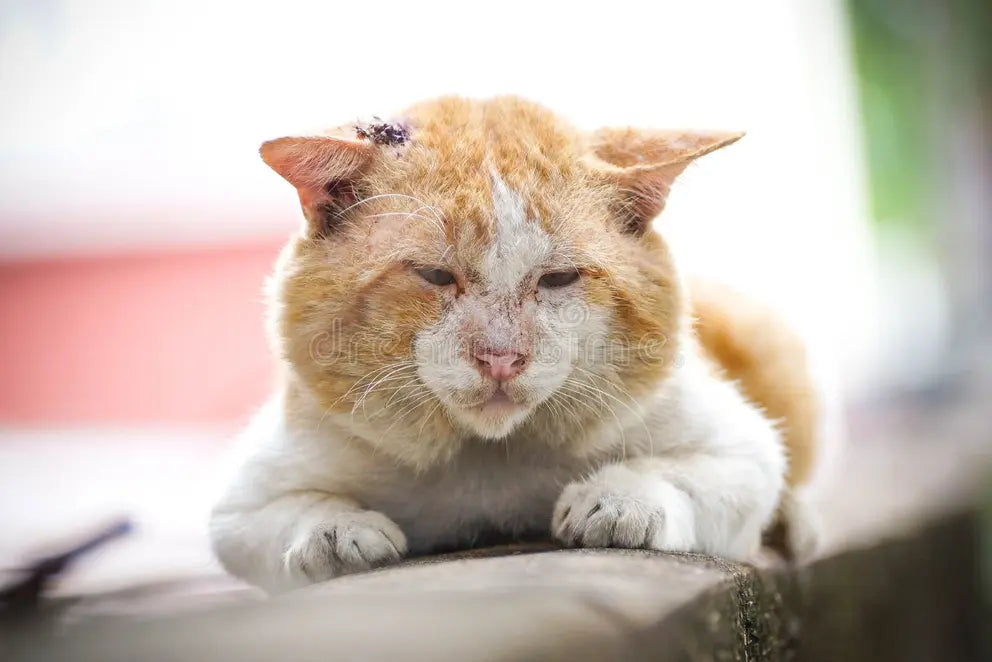 Gatos mayores: cómo brindar bienestar y compañía durante la vejez felina