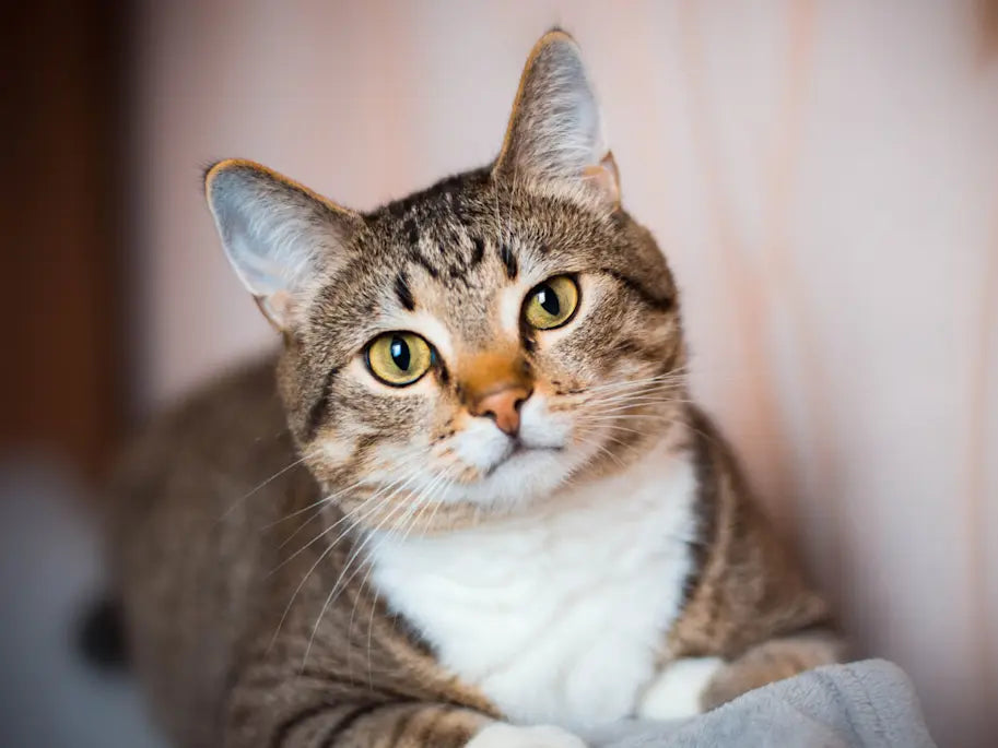¿Tu gato tiene molestias en el cuello? Importancia de acudir al veterinario ante cualquier señal de lesión