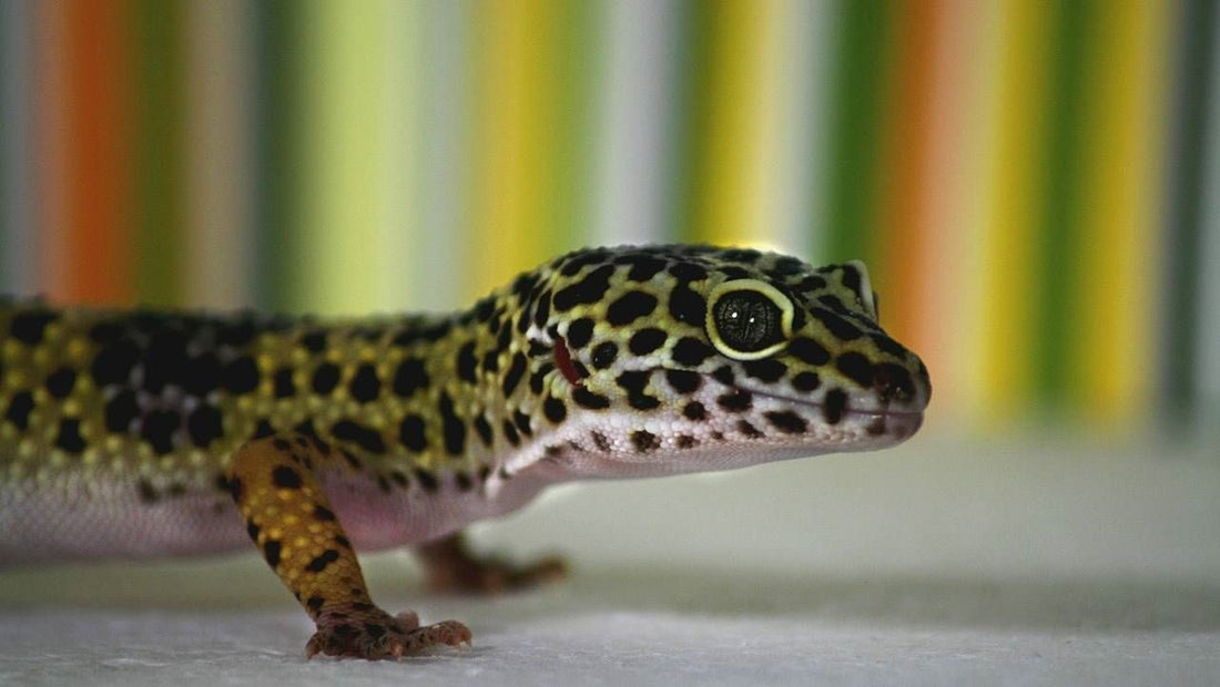 Enfermedades comunes en los gecos que debemos prevenir