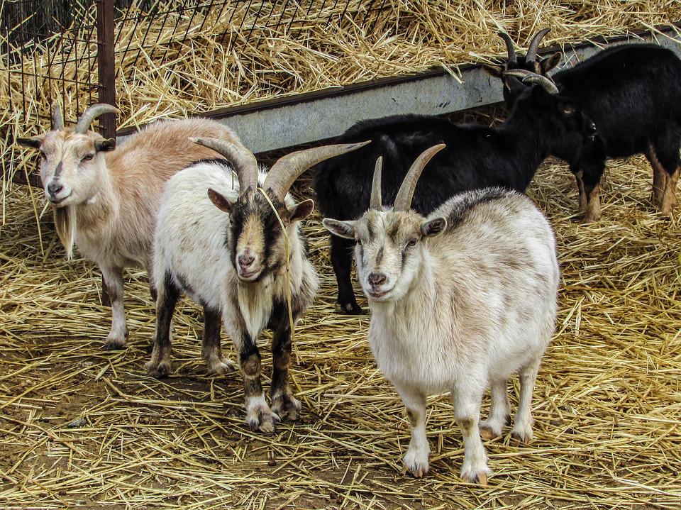 La enfermedad de la lengua azul en los animales de granja