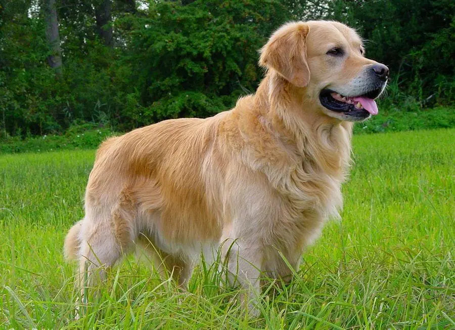 Recoger las heces del perro: una responsabilidad cotidiana con gran impacto
