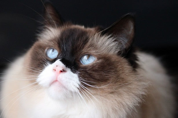 Cuidados y protección de la salud del gato ragdoll