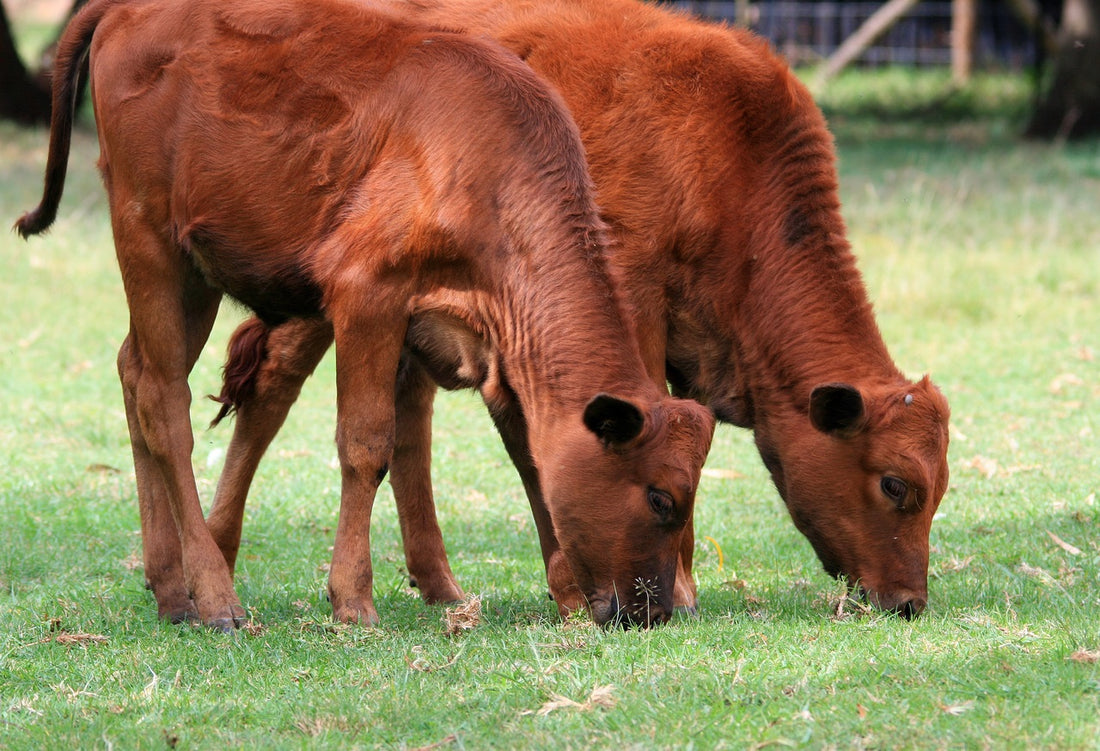 Manejo animal y medicina veterinaria