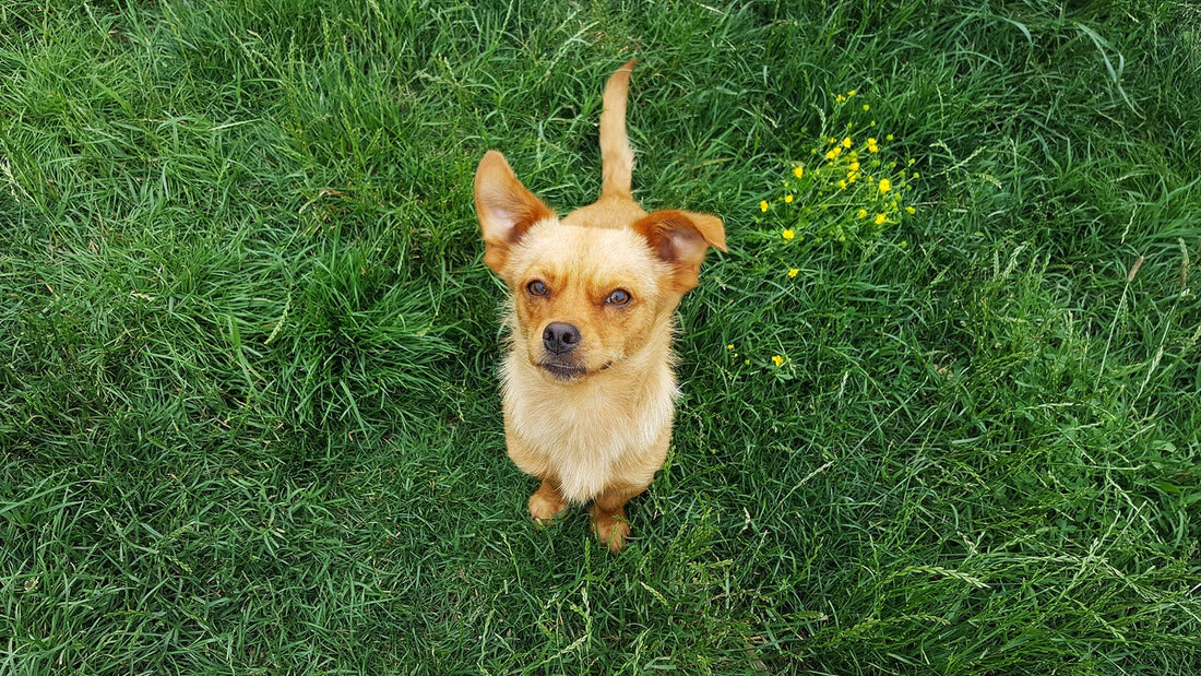 Los mejores consejos para el cuidado de los perros pequeños