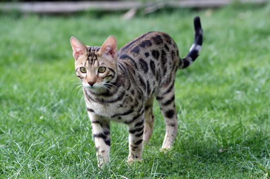 Principales cuidados que se le deben ofrecer al gato Bengalí
