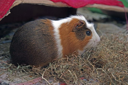 Cómo tener mascotas exóticas en casa
