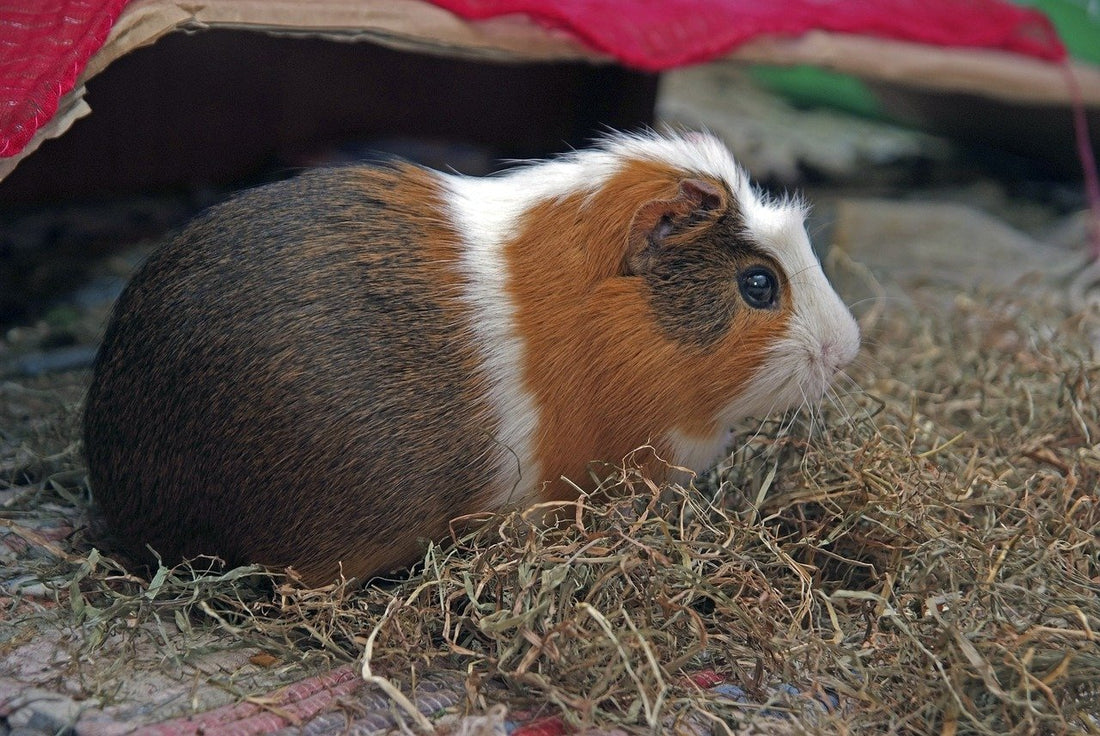 Los mejores consejos para atender a cobayas y hamsters