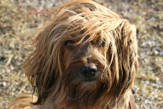 Cómo desenredar el pelo de un perro mascota