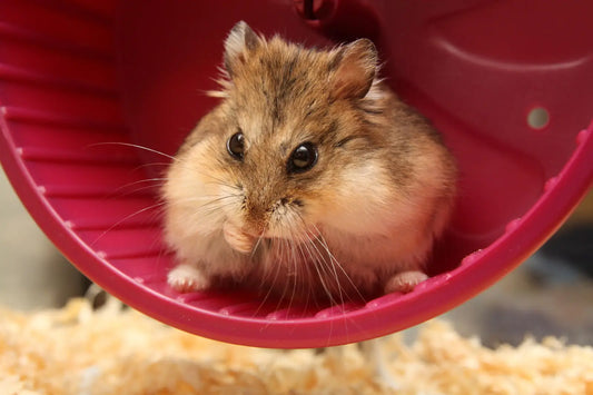 Señales de que tu pequeña mascota es feliz: cómo reconocer su bienestar en casa
