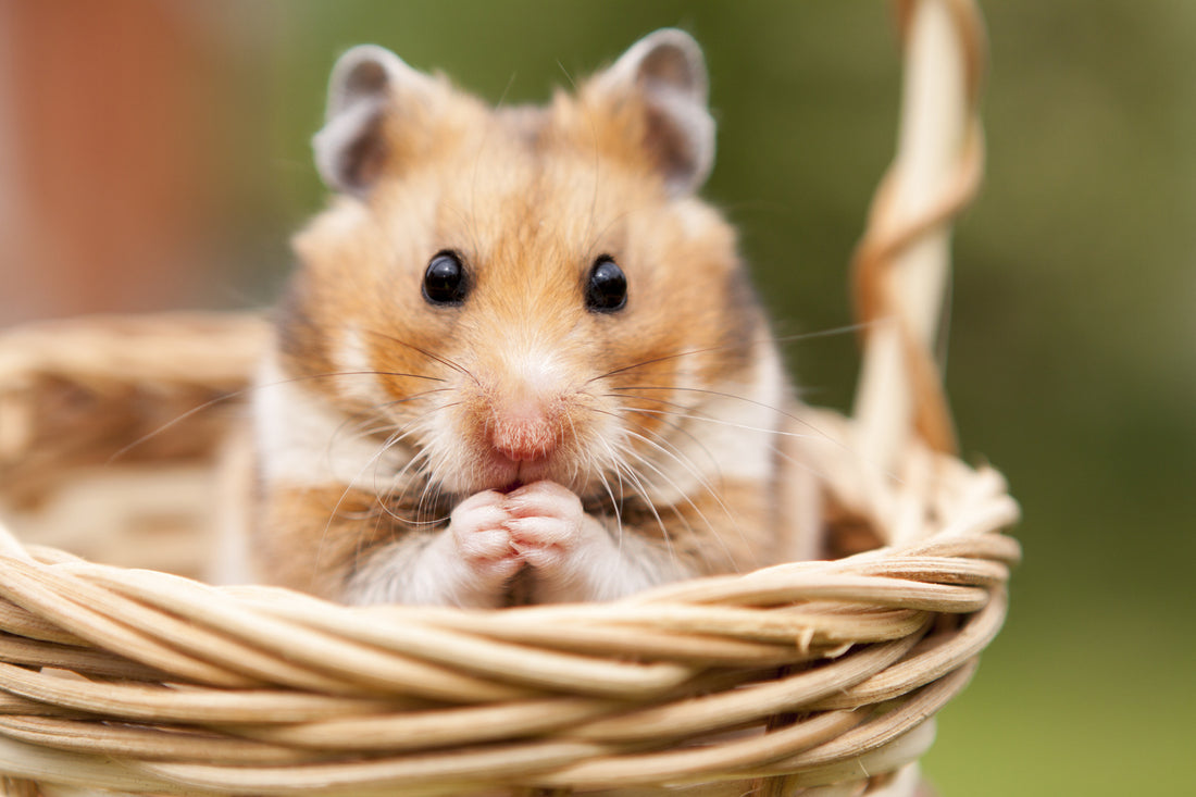 Principales enfermedades de los hamsters causadas por la humedad