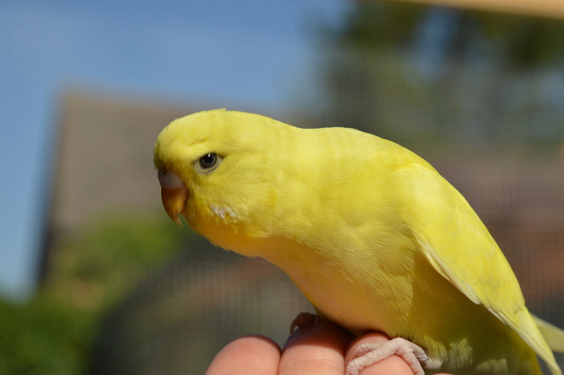 Convivencia de pájaros domésticos de diferente especie: claves para un manejo responsable