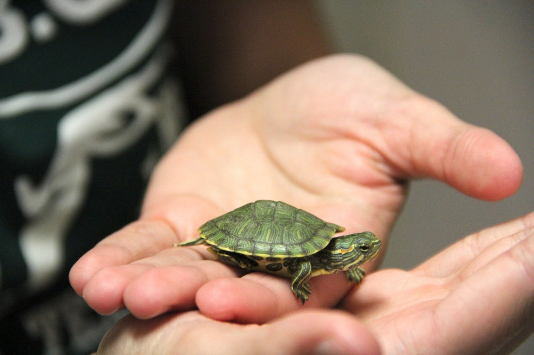 Vitaminas esenciales para las tortugas mascota: Cuidando su salud de la mano de un veterinario