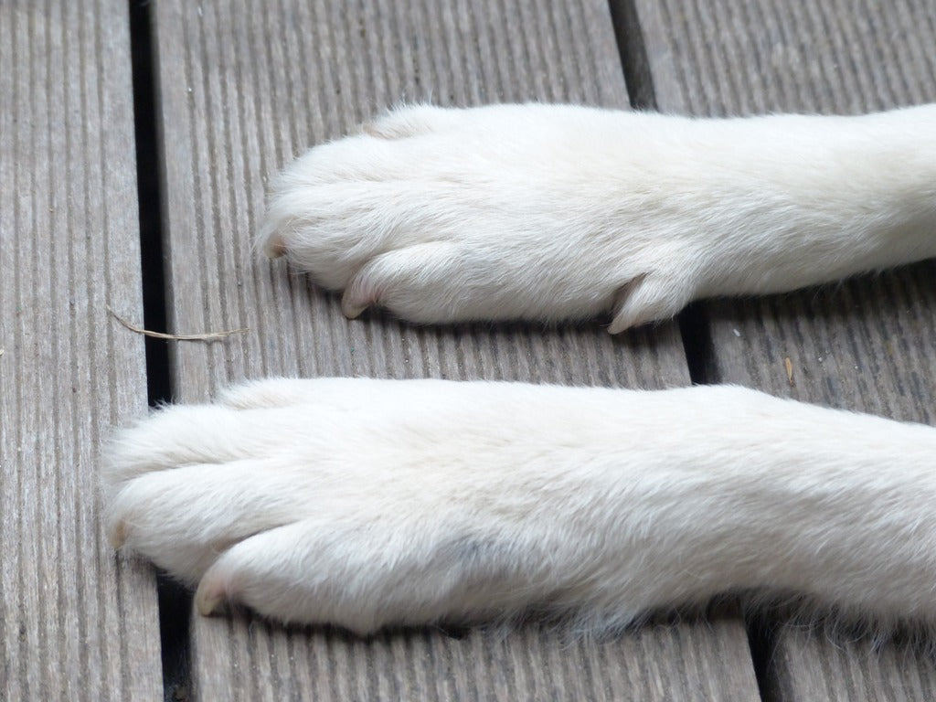 Prevención de lesiones podales en los perros mascota
