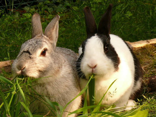 Parálisis en los animales domésticos y de cría