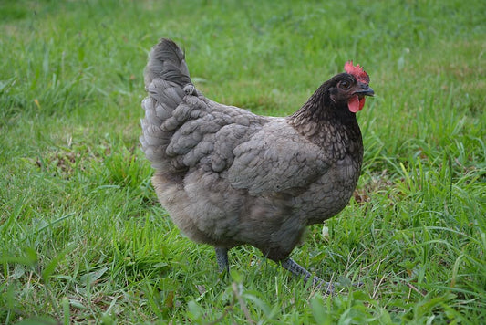 Principales enfermedades que afectan a las aves de granja