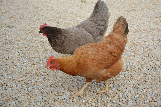 El problema del ácaro rojo en las aves de corral