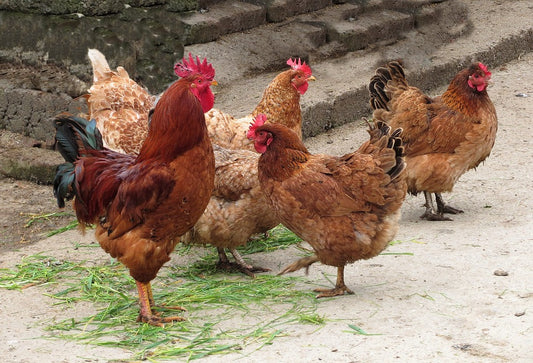 Consejos para el cuidado de las gallinas ponedoras