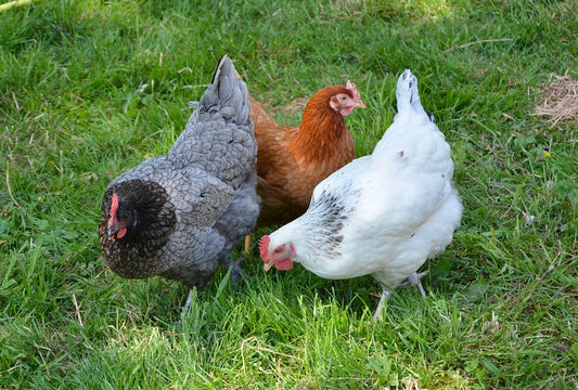 Recomendaciones para seleccionar el gallinero ideal para las gallinas