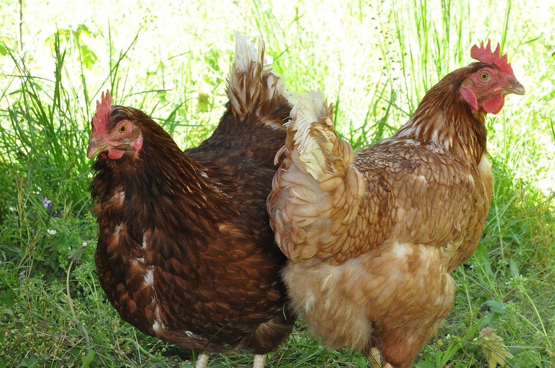 Consejos para el adecuado cuidado de las gallinas