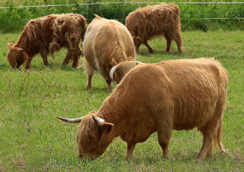 La fiebre y el cuidado de los animales de granja