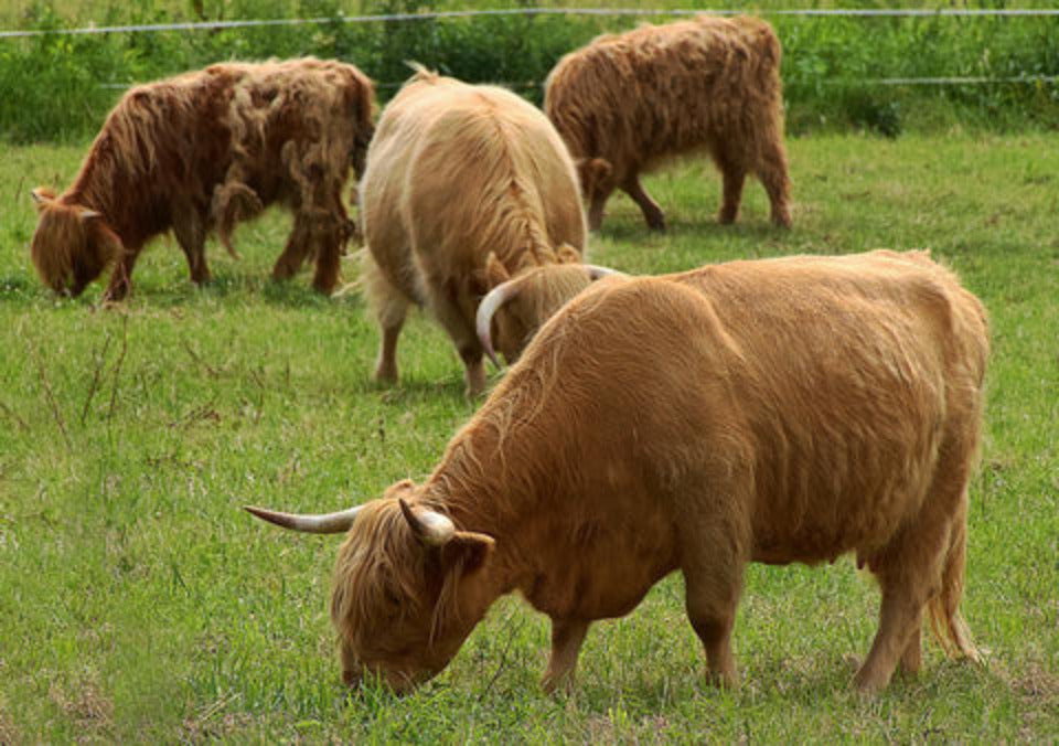 Enfermedades Comunes en el Rabo de las Reses y Cuidados Veterinarios