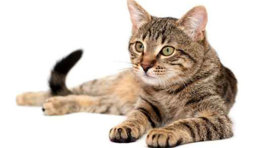 Consejos para cuidar a un gato Ocicat
