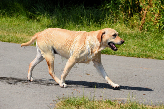 Perros que muerden e ingieren materias no alimenticias