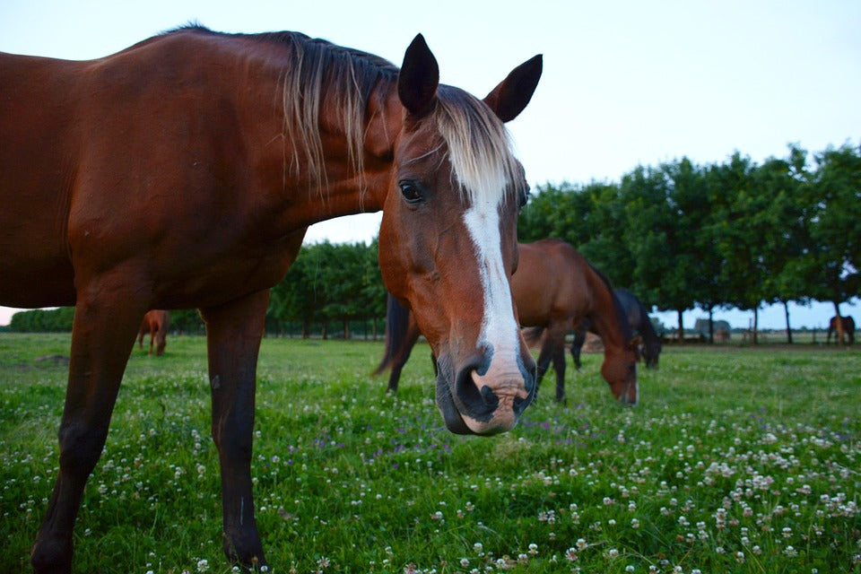Principales enfermedades de los caballos