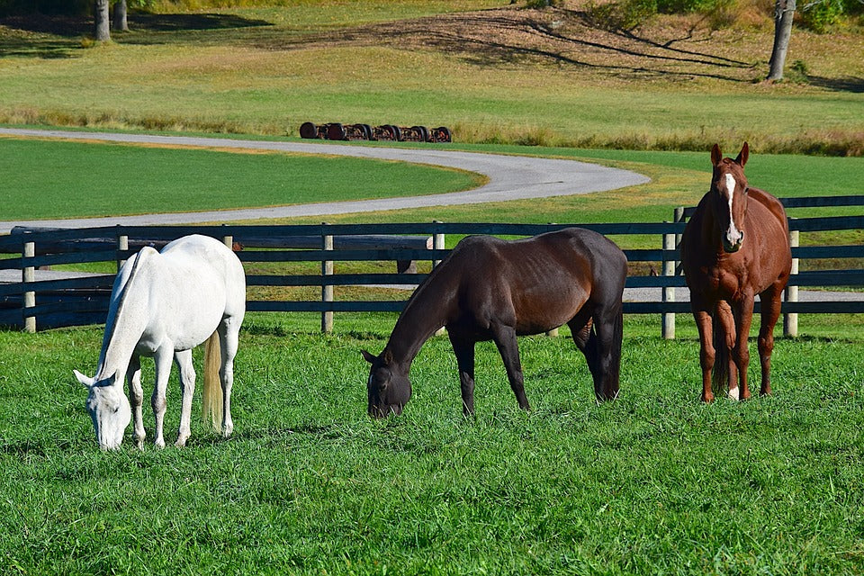 Dolor y analgésicos para los caballos de granja