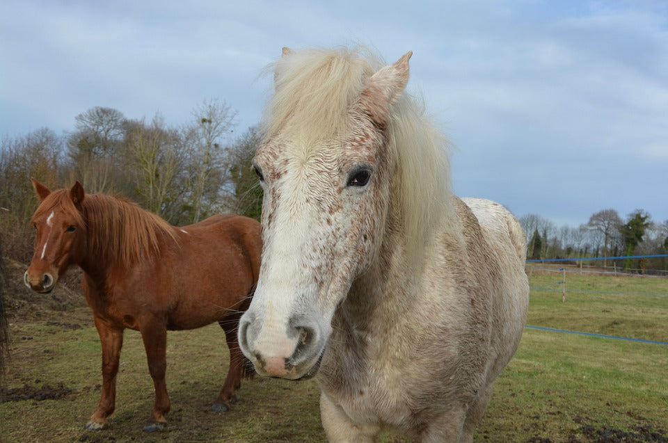 Atenciones y cuidados básicos para el caballo de granja