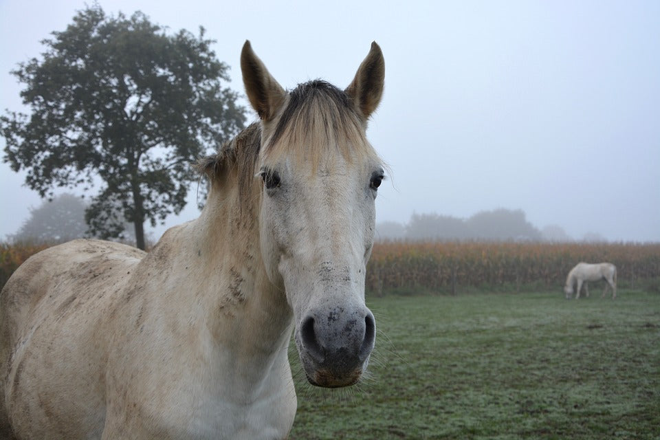 El problema de la sarna en los caballos