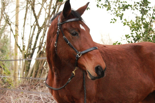 La desparasitación del caballo