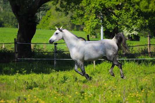 La digestión del caballo de granja, consejos y recomendaciones