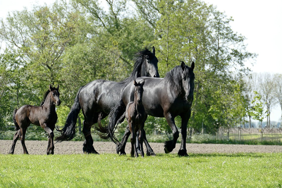 Enfermedades más importantes de los caballos y cómo prevenirlas