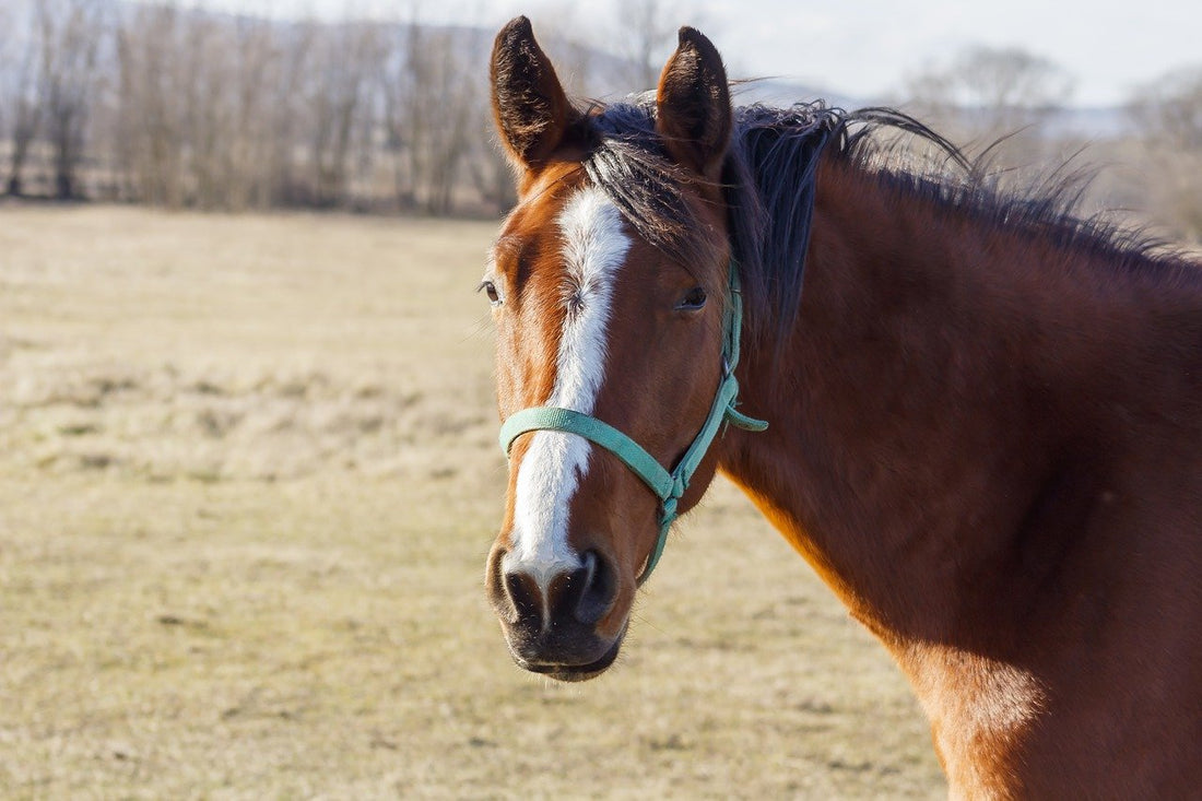 El problema de la conjuntivitis en los caballos