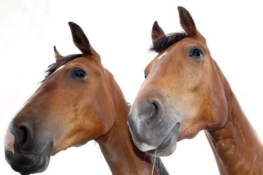 Indicadores de dolor en mascotas y animales de granja