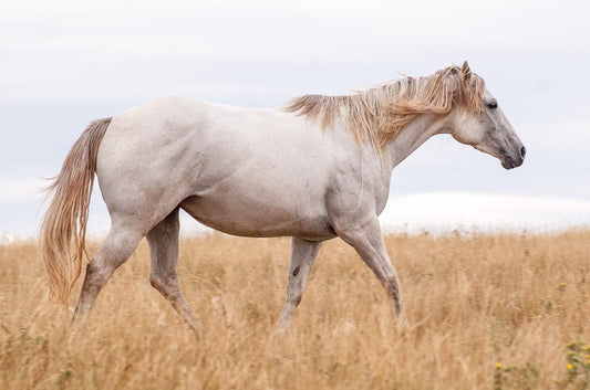 El problema de la encefalitis equina
