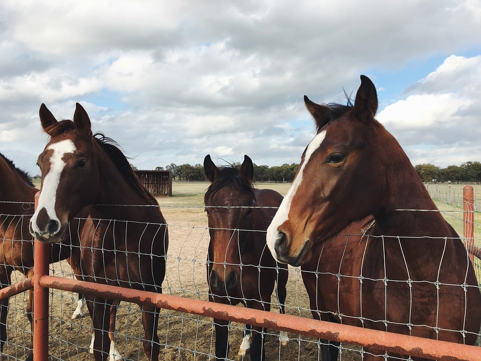 Consejos para alimentar a los caballos