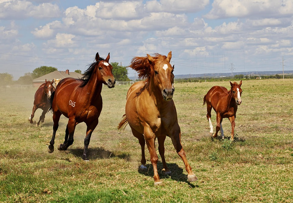 Cuidados de los cascos del caballo de granja