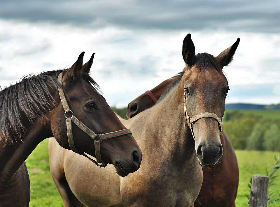 Problemas dentales más frecuentes entre los caballos
