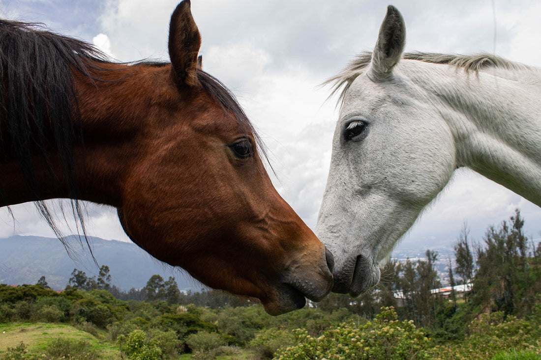 Cómo debe ser la hidratación y la nutrición de los caballos