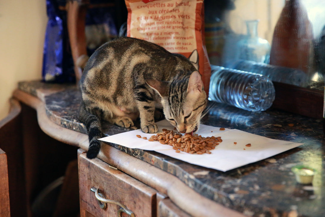 Consejos para la alimentación de tu gato