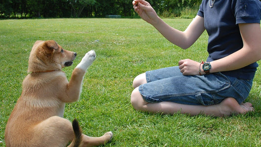 Corregir a un perro, lo que se debe y lo que no se debe de hacer