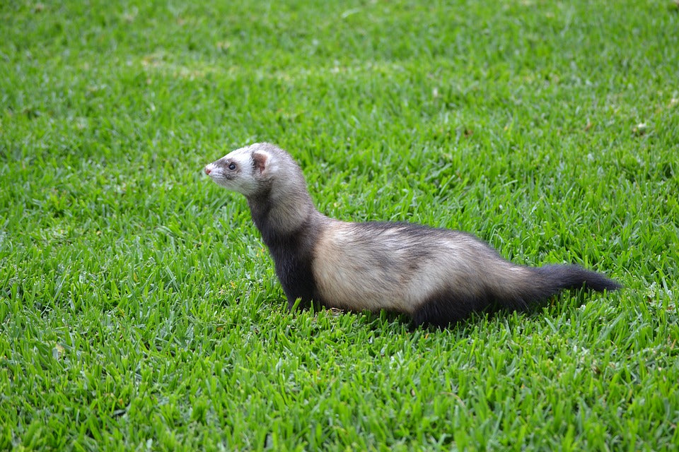 Como cuidar a un hurón como mascota