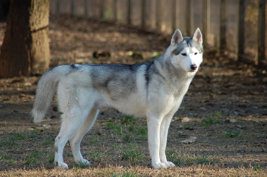 La experiencia de tener a un husky siberiano como mascota