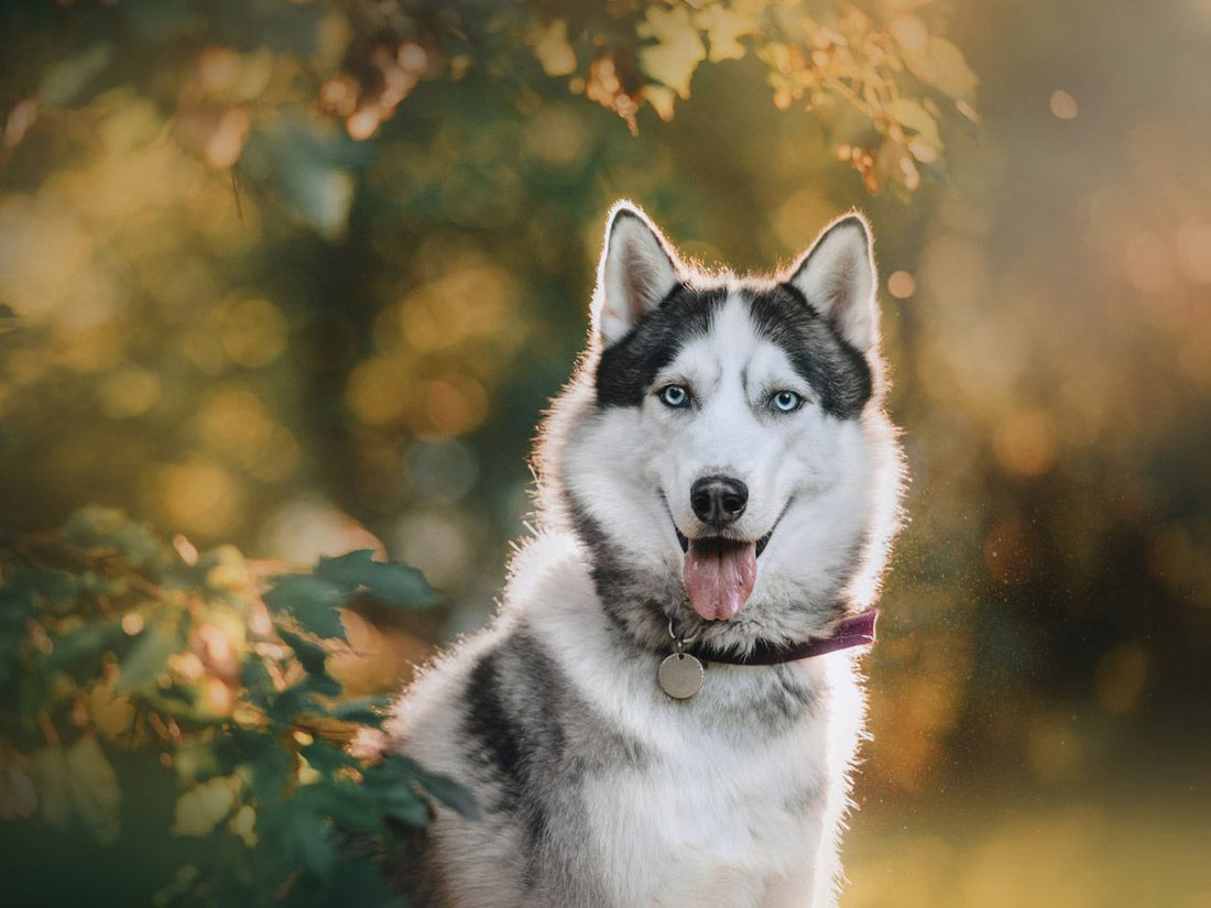 Diabetes mellitus, cómo afecta a los perros mascota