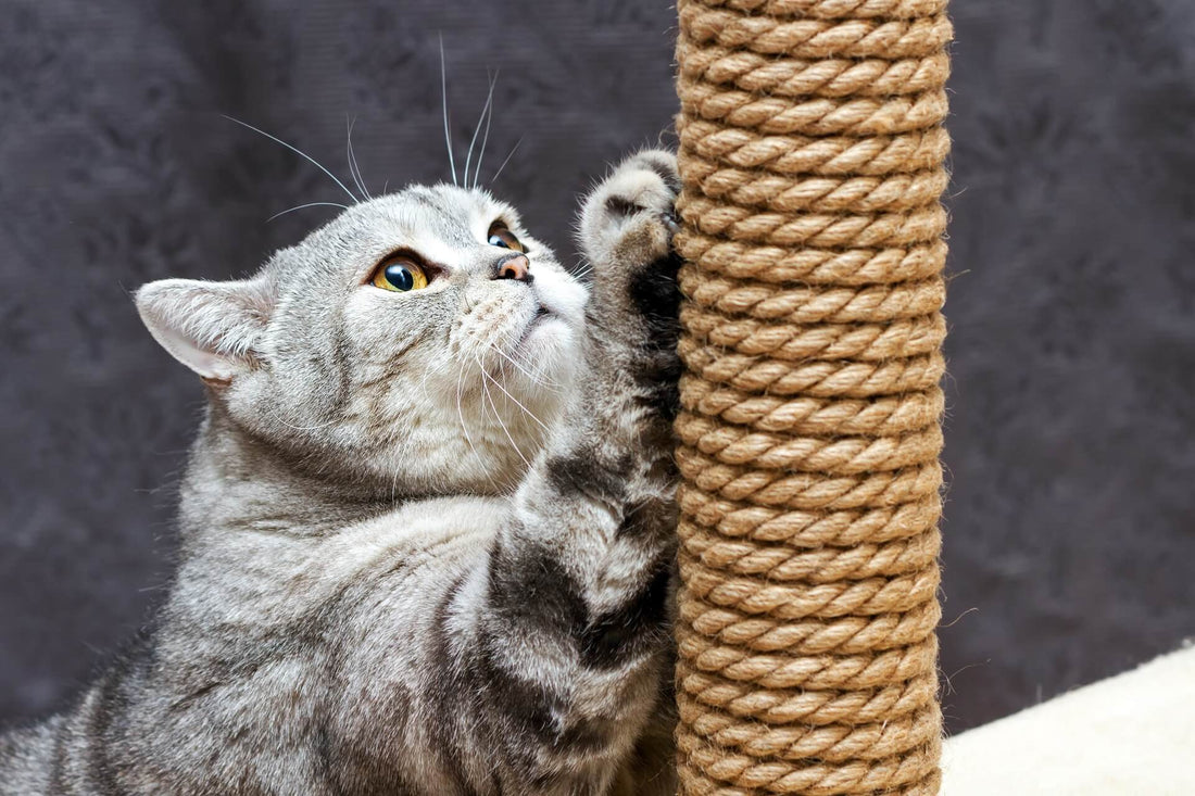 Importancia de los juguetes para el bienestar de las mascotas